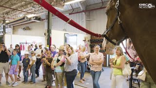 Warm Springs Ranch VIP experience a hit for Budweiser Clydesdale lovers [upl. by Neils]