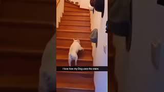 Dogs with 2 braincells part 226 funny lovegoldens funnypets pets petvideos cutegolden animals [upl. by Dani]