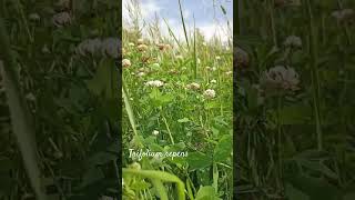 Funny trifolium repens or white clover shorts herbarium nature insects [upl. by Jodie955]