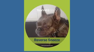 What is this noise The reverse sneeze  short [upl. by Kendricks]