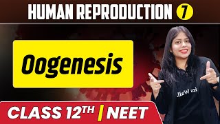 Human Reproduction 07  Oogenesis  Class 12thNEET [upl. by Ahsiem187]