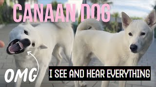 Canaan Dog  The best guard dog ever [upl. by Amabil]