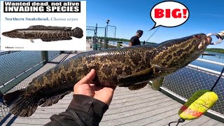 INVASIVE Snakehead Fishing in maryland AMAZING DAY [upl. by Arch]