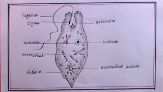 how to draw euglena easy step by stepeuglena drawing [upl. by Tarrsus]