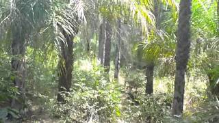 Les iles karones kafountine casamance [upl. by Sura724]