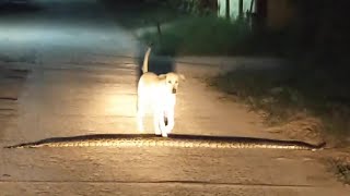 Stray Dog Accidentally Steps On Huge Python [upl. by Lledor]