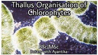 Thallus Organization of Chlorophytes [upl. by Egroej32]