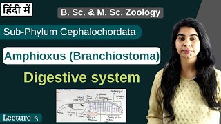 Amphioxus Branchiostoma  Digestive system  In Hindi  B Sc amp M Sc  Zoology [upl. by Leonora]