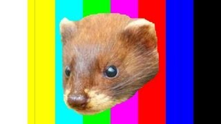 5 Awesome Facts About The Least Weasel [upl. by Bose]