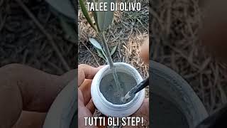 Talee di Olivo tutti i passaggi per realizzarle short [upl. by Oynotna]