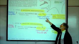 SYNAPTIC TRANSMISSION IN THE CNS PART 1 by Professor Fink [upl. by Ethben]