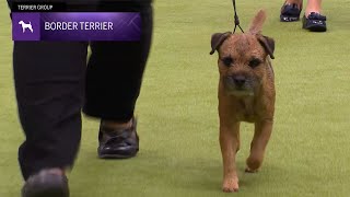 Border Terriers  Breed Judging 2024 [upl. by Avat]