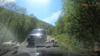 ROAD TRIP Norway  The BREATHTAKING Aurlandsfjellet Pass in 4K [upl. by Yazbak]