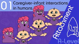 Stages of attachment identified by Schaffer CaregiverInfant Interactions in Humans [upl. by Kos]