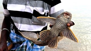 River Tank Cleaner Fish amp Mullet fish Fishing in River [upl. by Leahcimnaes]