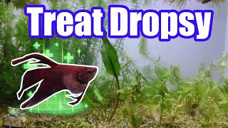 Treating Betta Fish Dropsy A Complete Scientific Step by Step Guide [upl. by Airetnohs]