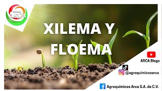 HABLEMOS DE XILEMA Y FLOEMA [upl. by Ahsaeit]