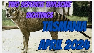 Thylacine sightings x 2 April 2024 One with James and co 2nd with Jacko [upl. by Edivad]