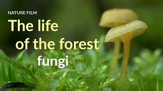 The life of the forest Fungi [upl. by Good]