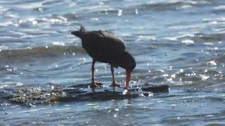 Sooty Oystercatchers feeding at low tide [upl. by Adnam]