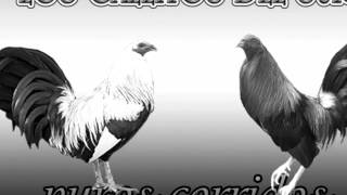 LOS GALLITOS DEL SUR ROGELIO AQUINO [upl. by Fair492]