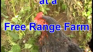 AIRGUN RATTING AT A FREE RANGE FARM [upl. by Harlie]