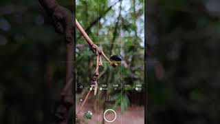 Realme 9 pro plus camera review📱📷 photography realme9proplus shortsvideo [upl. by Goldfarb295]