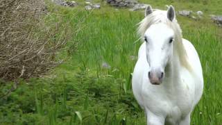 The Connemara Pony [upl. by Naihr]