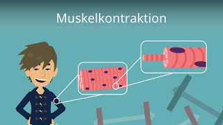 Muskelkontraktion einfach erklärt [upl. by Wait354]