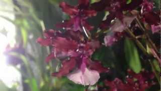 How to grow and rebloom Oncidium Sharry Baby [upl. by Anert]