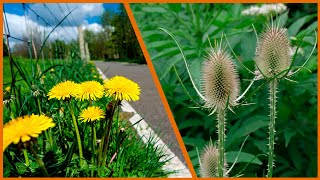 PLANTAS SILVESTRES que puedes COMER SIN PROBLEMAS [upl. by Eserahs]