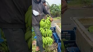 Banana 🍌🍌🍌lodging and harvesting bananaexport youtubeshorts [upl. by Atnom739]