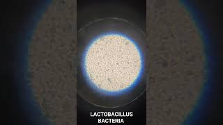 Lactobacillus Bacteria under microscope  Biology Practical [upl. by Ecitnirp]