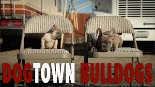 FRENCH BULLDOG KENNEL  DOGTOWN BULLDOGS [upl. by Donni]