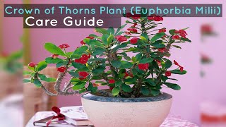 Crown of Thorns Plant Euphorbia Milii Care Guide [upl. by Robbins402]