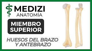 Anatomía de Miembro Superior MMSS  Huesos del Brazo y Antebrazo [upl. by Diarmit]