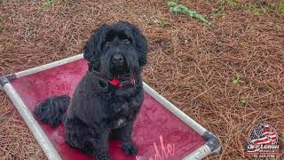 Buddy  Labradoodle  Best Trained Dogs of OR  Portland OffLeash K9 Training [upl. by Ursal]