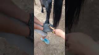 Mane Horse Shoe Nail Installation Process [upl. by Walcoff]