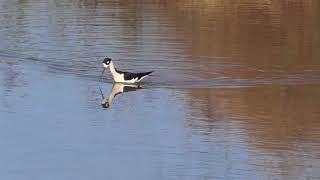 Blacknecked Stilt Riparian Preserve at Water Ranch Gilbert AZ USA [upl. by Skylar]