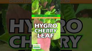 HYGROPHILA CORYMBOSA quotCHERRY LEAFquot Aquarium Plant For Sale [upl. by Nostets]