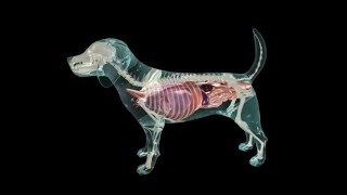 Glass Dog Anatomy [upl. by Ytnom]