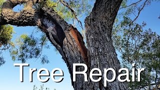 Tree Repair How I Saved Two Great Trees [upl. by Rayford797]