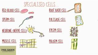 GCSE Specialised Cells by Mr T [upl. by Ydnew816]