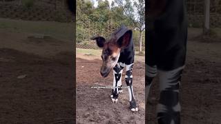 Okapi Most Intrested Facts okapi animals wildanimals facts wildlife nature [upl. by Thomey94]