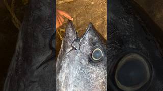 Giant yellowfin fish  100 kgs fish harigangaputra fishing youtubeshorts [upl. by Adnovaj]