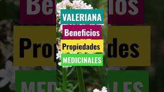 VALERIANA planta Medicinal Beneficios y Propiedades [upl. by Eisned]