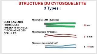 Comprendre les Structures et Fonctions du Cytosquelette Biologie Cellulaire  Partie 4 [upl. by Gniliem836]