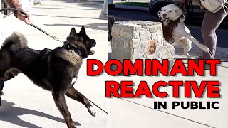 SOCIALIZE a DOMINANT REACTIVE DOG IN PUBLIC pt 1 [upl. by Ernaldus]