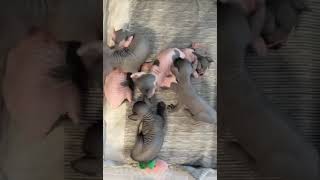 Omg 😳 pile of Sphynx amp bambino kitten cuteness 🥰 sphynxbreeders [upl. by Anaimad]