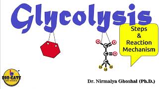 Glycolysis step by step explanation competitiveexams [upl. by Adeirf783]